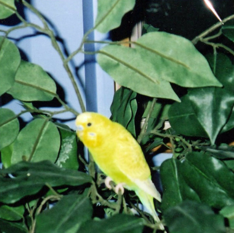 Kodak Viewer  477