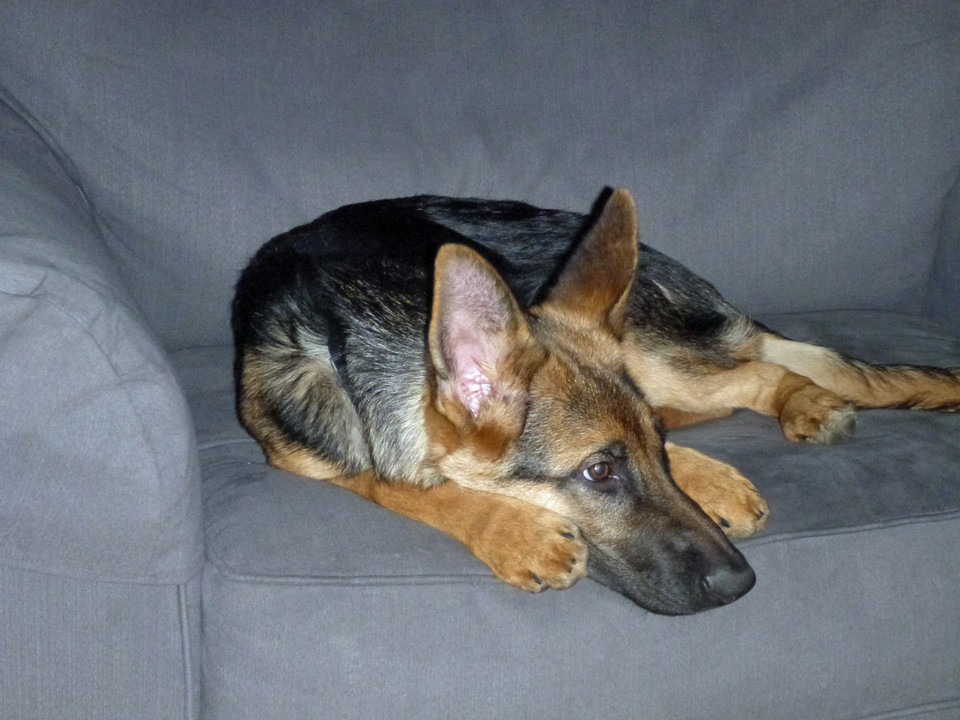 Lexi on Couch